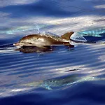 Do Mar * フンシャル