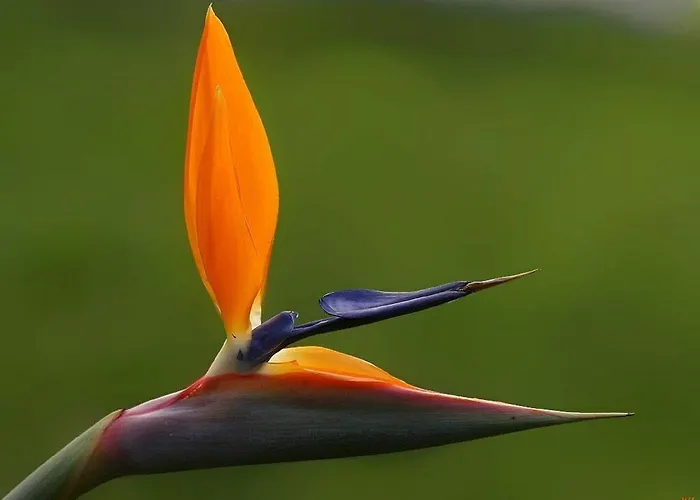 Do Mar 公寓 丰沙尔