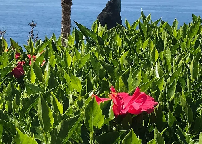 Do Mar 公寓 丰沙尔