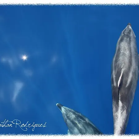 Apartamentos Do Mar Funchal