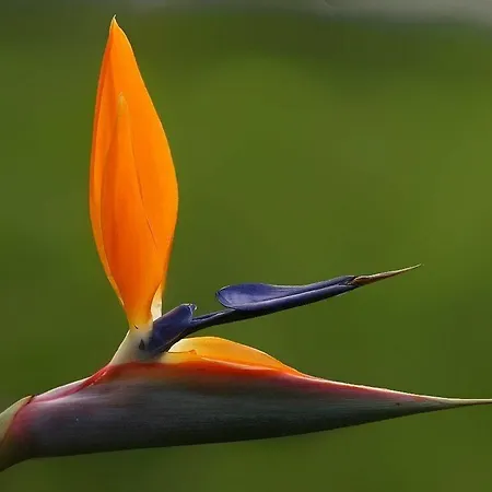 Apartamentos Do Mar Funchal Апартаменты Фуншал