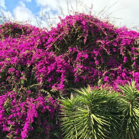 Апартаменты Apartamentos Do Mar Funchal *