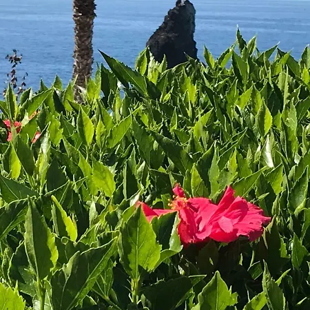 Apartamentos Do Mar Funchal Апартаменты Фуншал