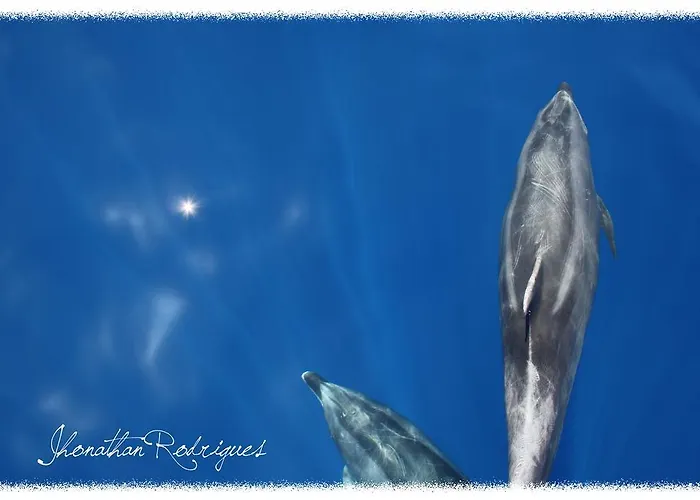 Apartamentos Do Mar Funchal