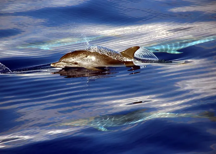 Apartamentos Do Mar Funchal * Funchal (Madeira)