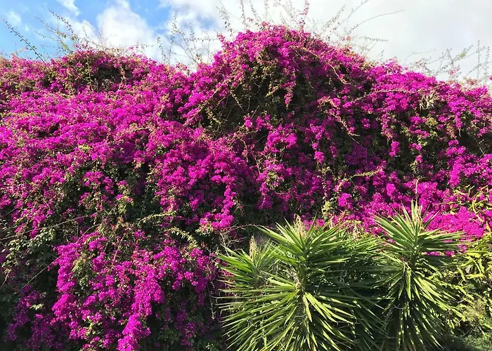 Apartment Apartamentos Do Mar Funchal *